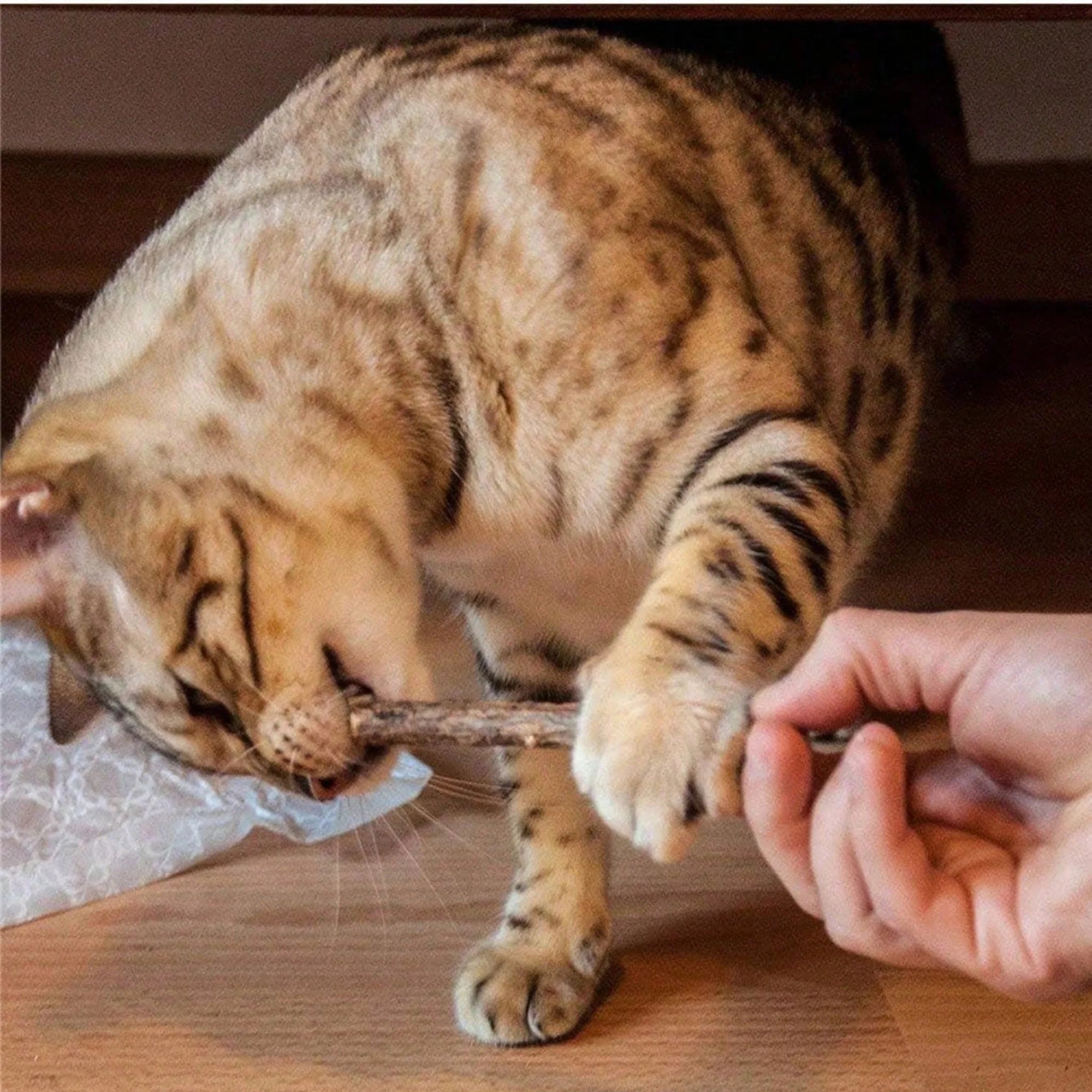 All-Natural 5-Pack Cat Dental Chews & Teeth Cleaning Sticks