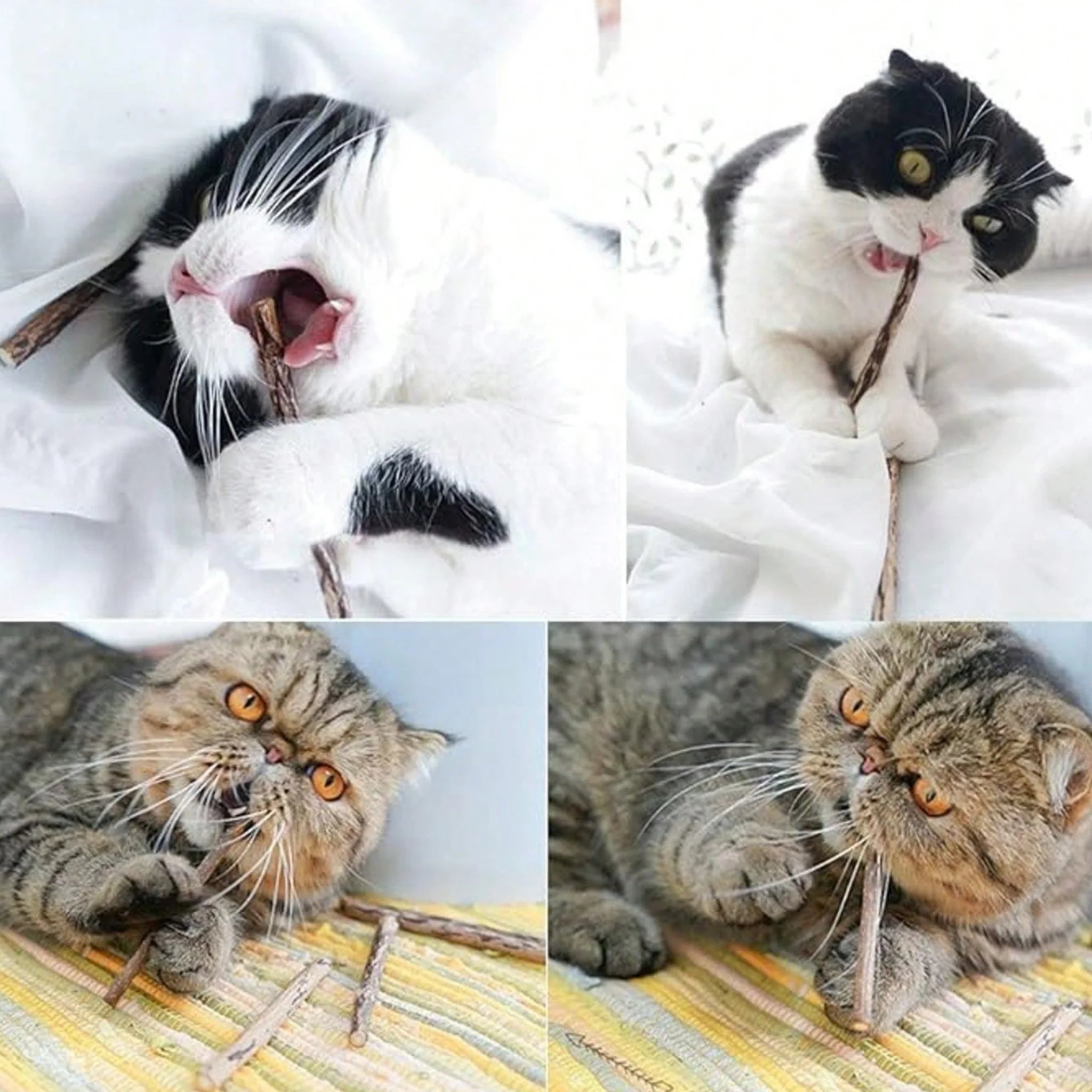 Pet Teeth Clean, Cat nip sticks with a cat and a hand holding a stick on a white background